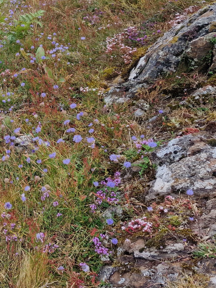 Wild about the Hills tweet media