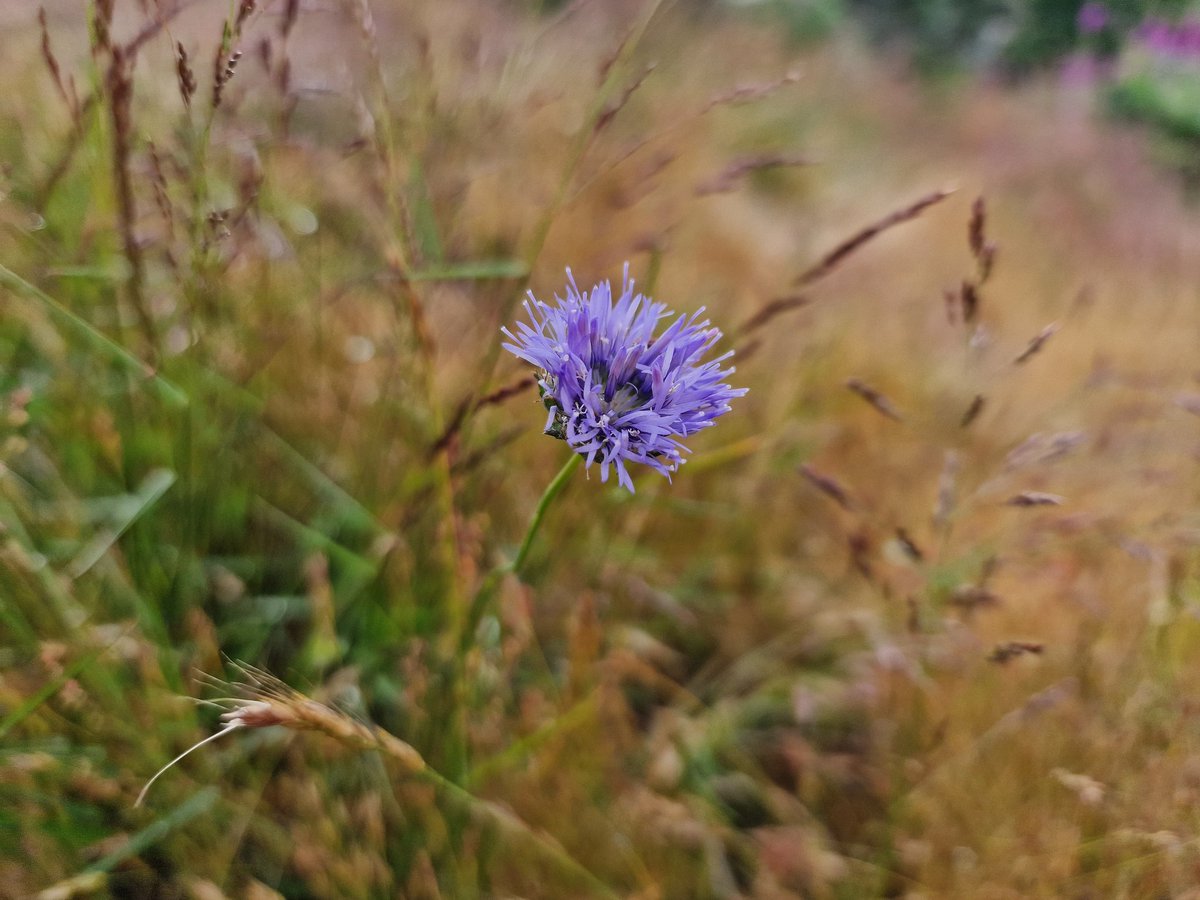 Wild about the Hills tweet media