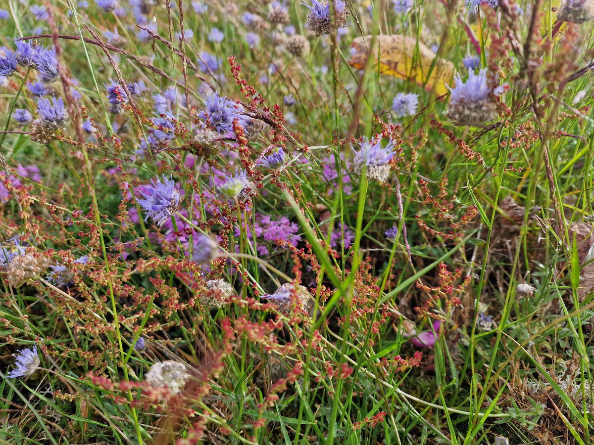 Wild about the Hills tweet media