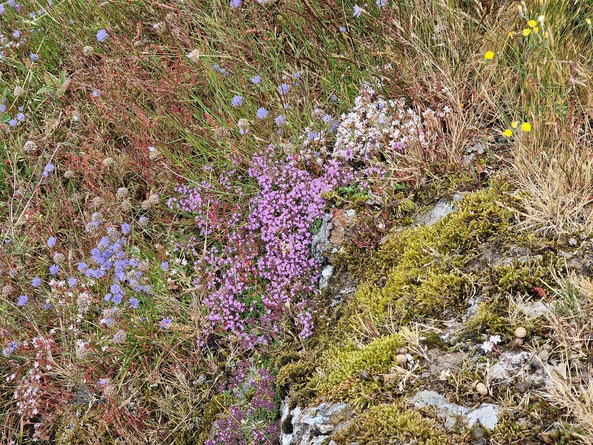 Wild about the Hills tweet media