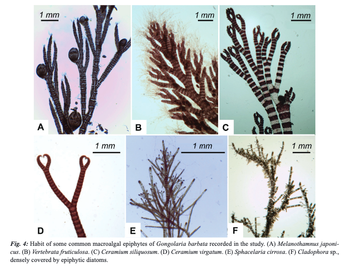 MeditMarSci's tweet photo. Epiphytic algal flora associated with habitat-forming brown seaweed in a central Mediterranean coastal area (Conero Riviera, Adriatic Sea): diversity and relationship with environmental variables
GIULIA BELLANTI, TIZIANA ROMAGNOLI, FABIO RINDI et. al
DOI: https://t.co/GN4V9cwXQV https://t.co/4Q2Pc7d6mM