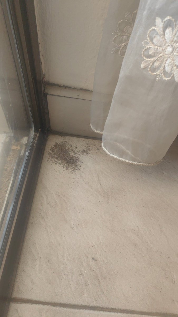 What have you guys done with winter? I killed a mozie yesterday, today I swatted a fly. And ho na le ditshotshwane. This is not the winter I ordered. #TemuWinter