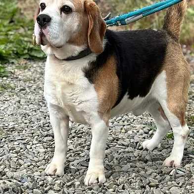 #rehomehour
Zac 9 yr old Beagle, he's the perfect gent, good with 
dogs, loves people and is very laid back, can live with 
children 6+, walks well on lead, not vocal, more 
info/adopt him from <a href="/WWPdogs/">West Wales Poundies Dog Rescue</a> UK