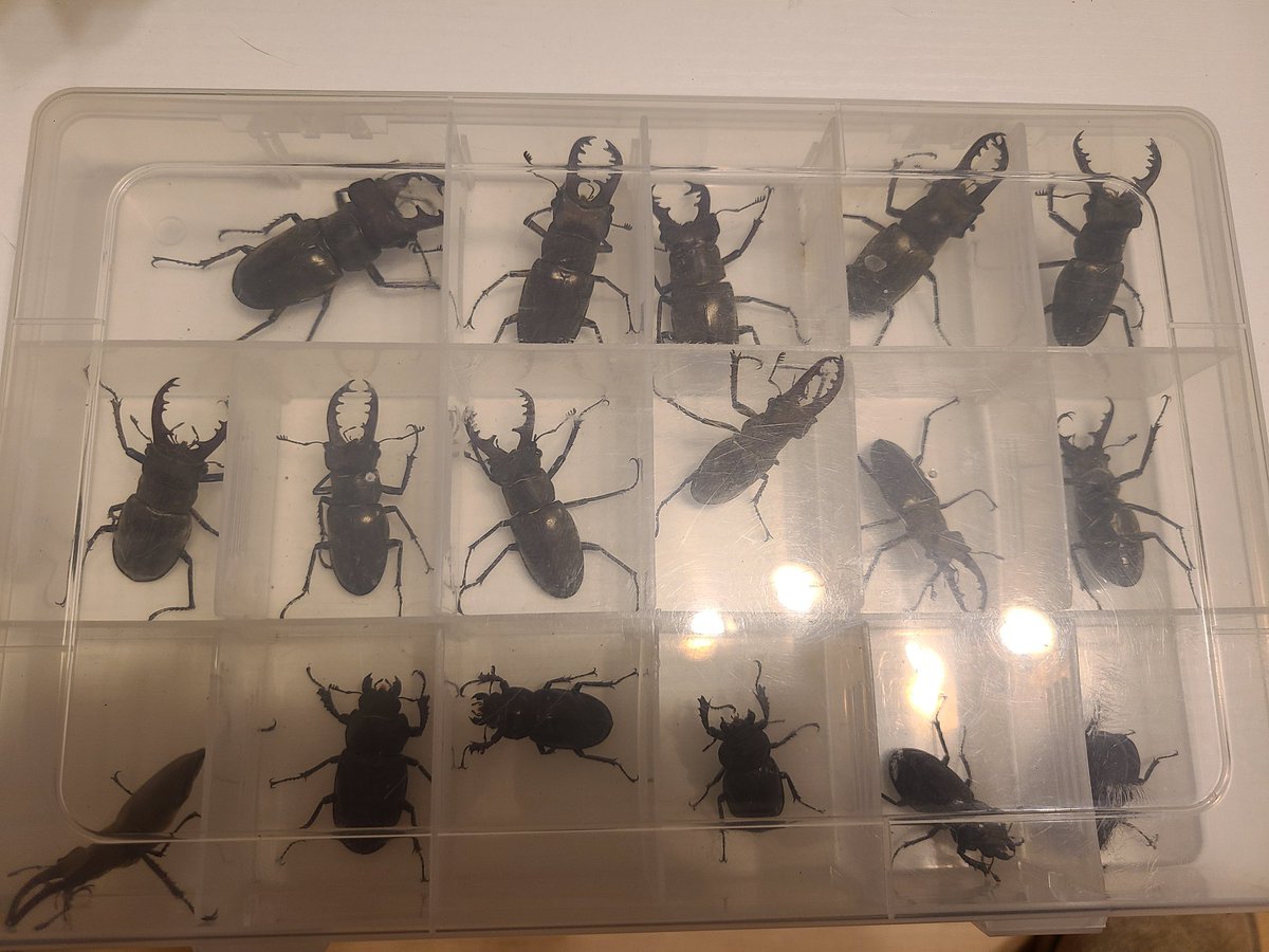 色々と忙しすぎて
今年2回しか行けてない。
他の方が投稿してる
70越えミヤマの採集が羨ましい