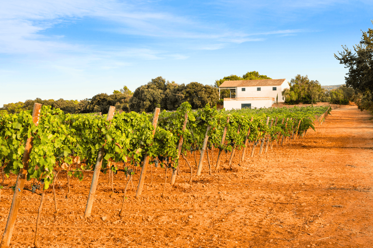 TurismeIB_CAT's tweet photo. Descobreix la denominació d'origen Pla i Llevant a #Mallorca. 🍇

Amb 450 hectàrees de vinyes a 18 municipis, gaudeix de vins negres, blancs i rosats d'alta qualitat. Visita cellers a Algaida, Artà, Felanitx, Manacor o Sineu i deixa't seduir per la seva tradició i sabor.🍷 https://t.co/cRbtZV43Zc