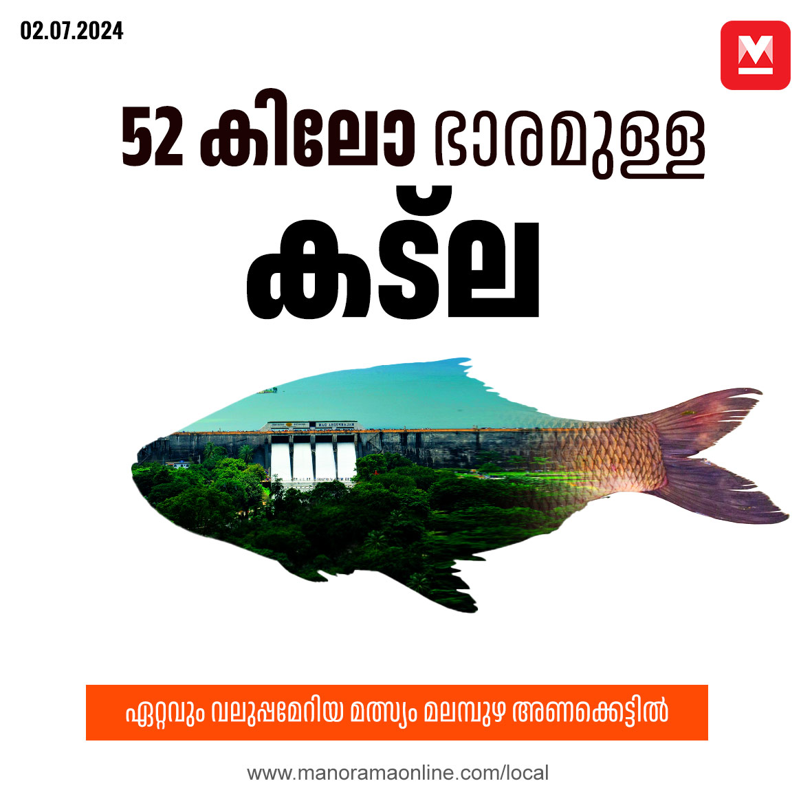 manoramaonline's tweet photo. സംസ്ഥാനത്തു തന്നെ ഏറ്റവും വലിപ്പവും ഭാരവുമുള്ള മത്സ്യങ്ങൾ മലമ്പുഴ ഡാമിലാണെന്നു ഫിഷറീസ് വകുപ്പ്. #malambuzhadam #catla #palakkadnews #Chuttuvattom
Read more on : https://t.co/opGvN9NtFU https://t.co/0nddWkG7o5