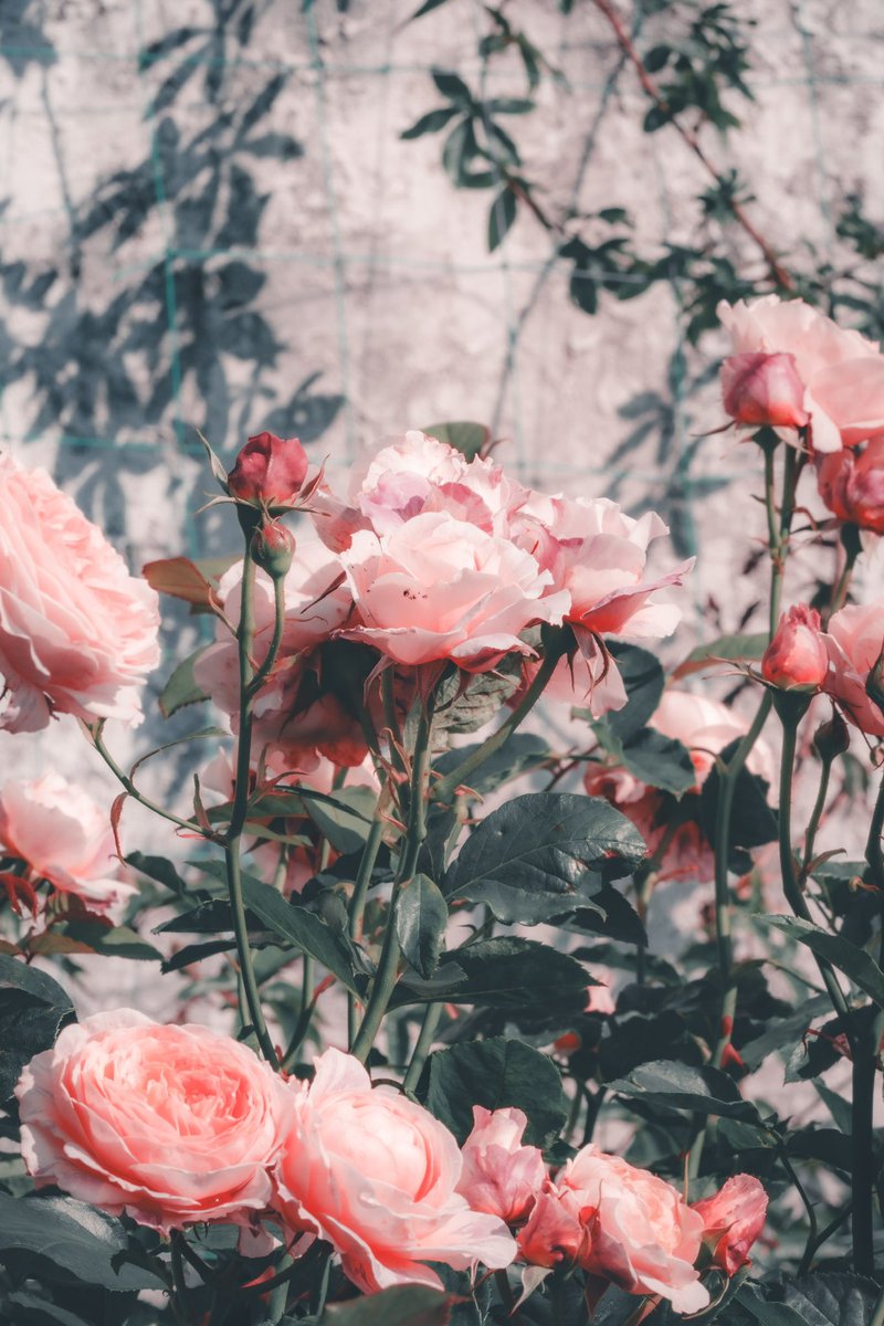_pryo_'s tweet photo. 薔薇 https://t.co/F0ZjMNpzxC