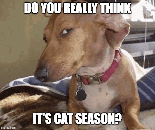 Okkie_Gems's tweet image. I'm buying more #2LONG. 
Longest dog on the #Solana chain..