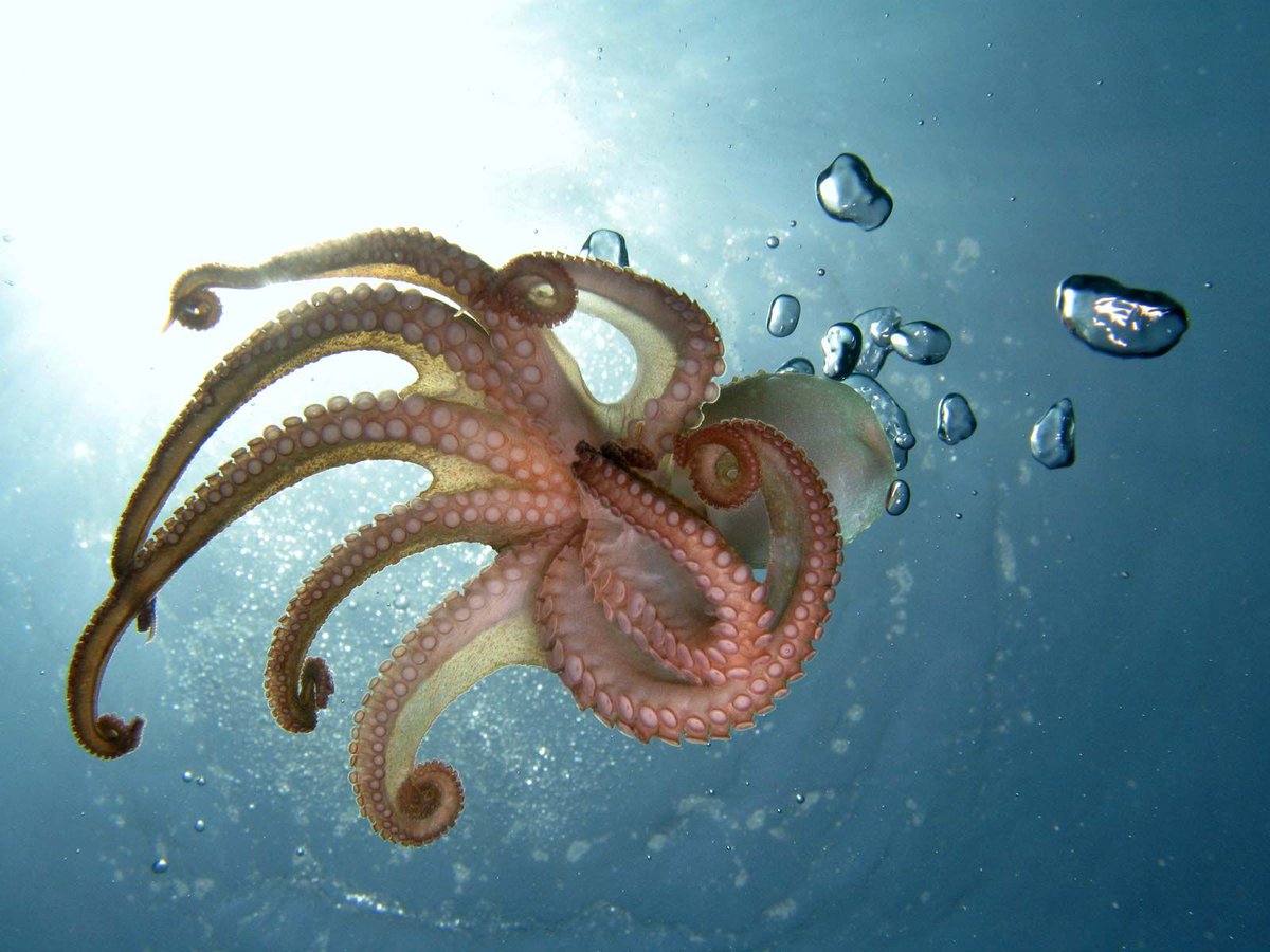 An octopus has 7 anuses, one for every day of the week. #animalfacts #nature #OctopusFacts