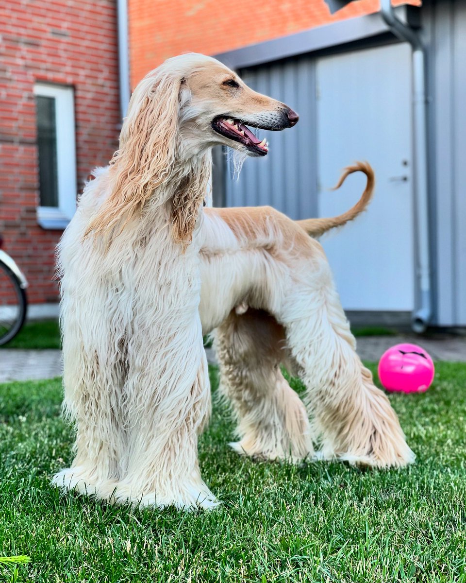 Legolas the Afghan Hound tweet media