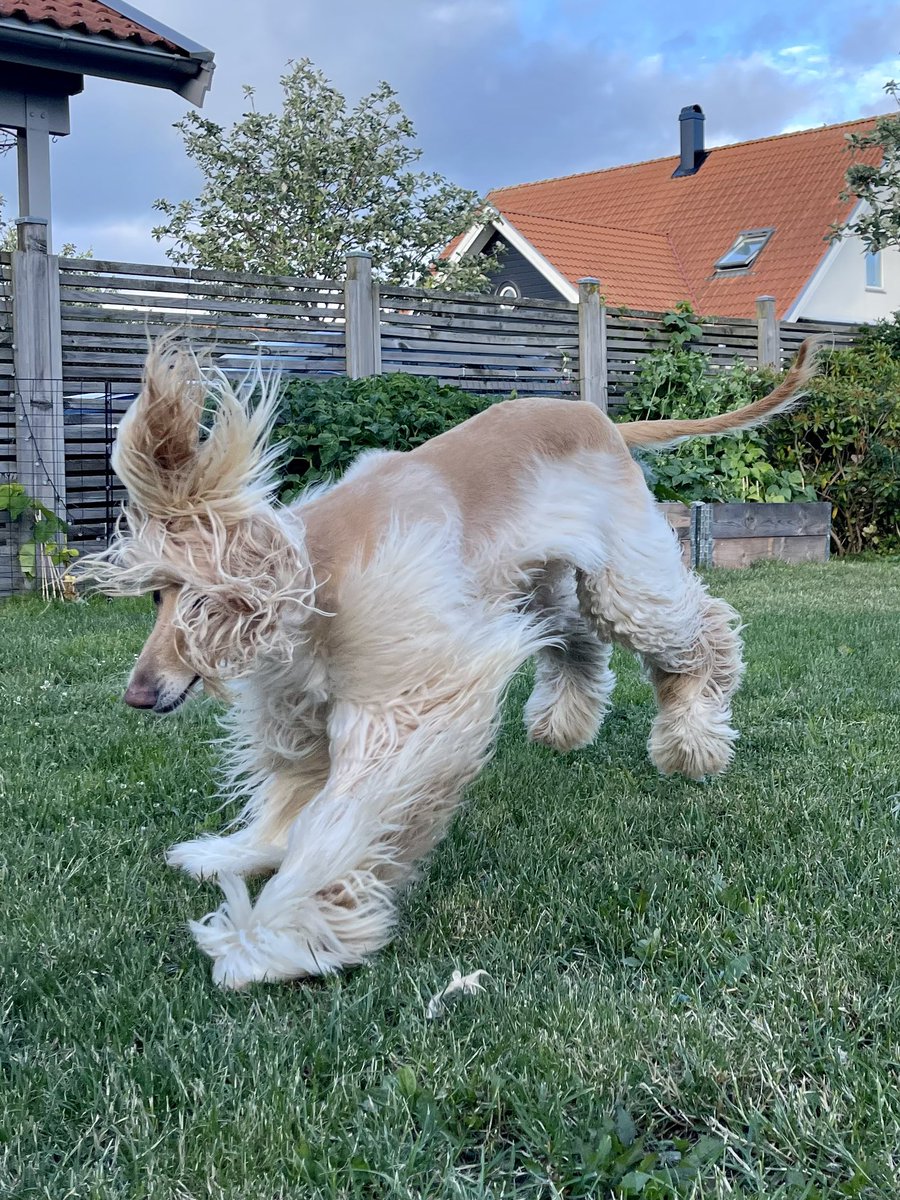 Legolas the Afghan Hound tweet media