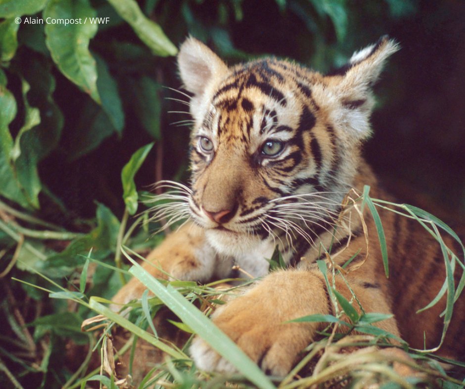 WWF's tweet photo. The Sumatra forest is not just beautiful; it’s a lifeline for us all:

🌳 Helps purify our air
🌿 Regulates global climate
💧 Crucial for water cycles
🐾 Home to unique species
🌏 Preserves tradition

RT if you agree that we need to protect this amazing place! https://t.co/A4F2lnJ5Em