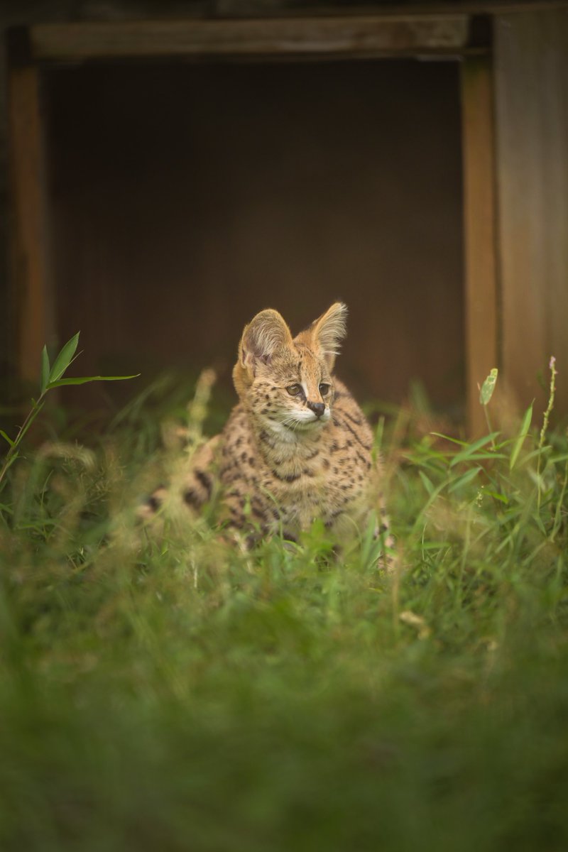 サーバルキャット