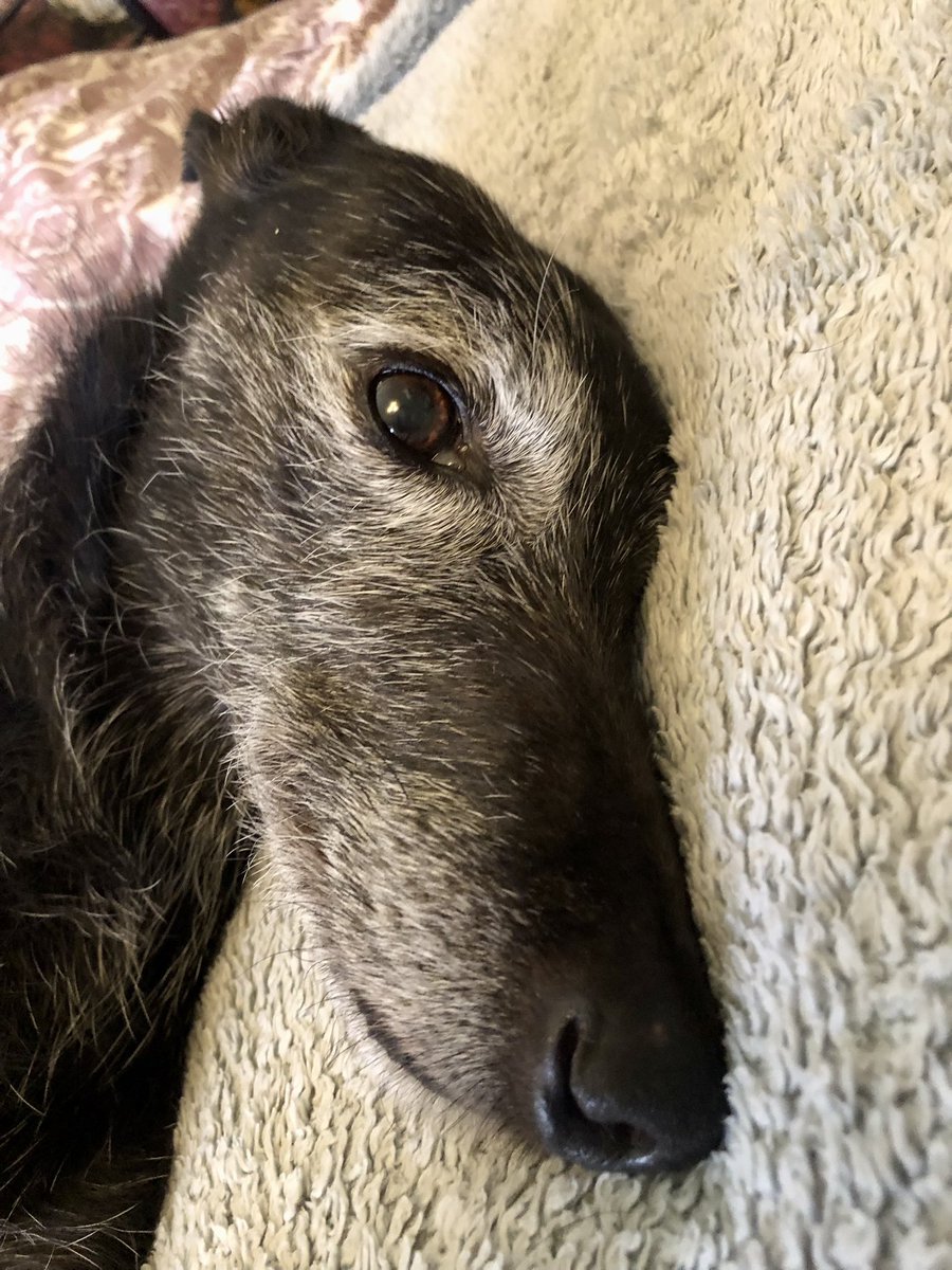 elsie spindlehound © and Tess tweet media