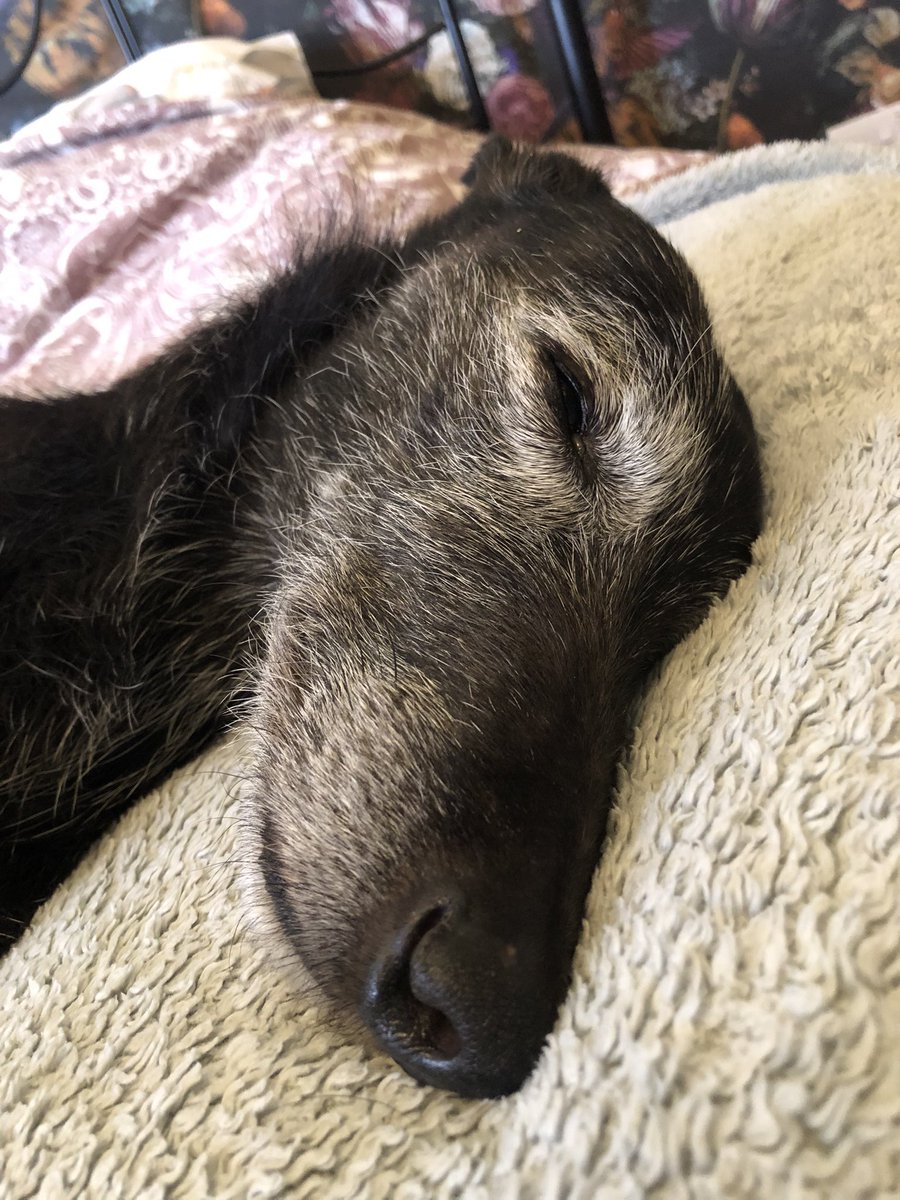 elsie spindlehound © and Tess tweet media