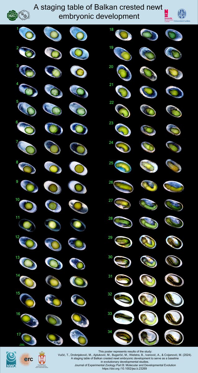 ben_wielstra's tweet photo. Tijana Vućič et al. A staging table of Balkan crested  newt embryonic development to serve as a baseline in evolutionary  developmental studies. Journal of Experimental Zoology Part B: Molecular and Developmental Evolution
https://t.co/DlyxHZoh35 https://t.co/uNwfc8dFBg