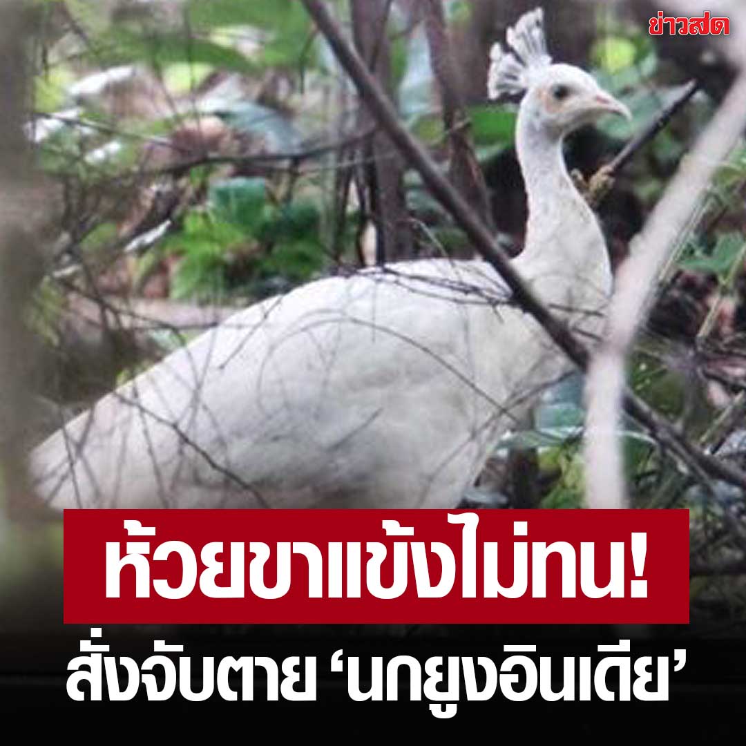 KhaosodOnline's tweet photo. สั่งจับตาย! ‘นกยูงอินเดีย’ ป่าห้วยขาแข้ง หลังผสมพันธุ์นกยูงไทย จนเสียสายพันธุ์ ชี้ไม่ได้อยากทำ แต่ต้องคิดถึงผลเสียที่จะตามมาก่อน

อ่านข่าว : https://t.co/I0kq1mdQO9 https://t.co/AiAAnzTaJH