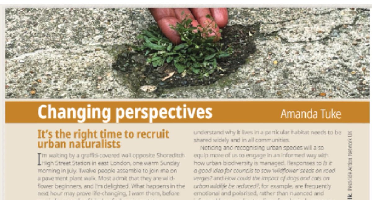 Amanda Tuke (@suburbanwilduk) on Twitter photo Delighted to have this in the June 2024 issue of fab <a href="/britwildlife/">British Wildlife Mag</a> alongside writers who've inspired me: Peter Marren, <a href="/AmyJaneBeer/">Dr Amy-Jane Beer (now posting on Bluesky)</a> & <a href="/MarkAvery/">Mark Avery</a>. ๐ to <a href="/PAN_UK/">PAN UK</a> <a href="/crawley_mick/">Mick Crawley</a> <a href="/Gehan_de_Silva/">Gehan de Silva W</a> <a href="/Kath_Baldock/">Dr Katherine Baldock ๐</a> #TheUrbanNaturalist #pavementplants <a href="/BSBIbotany/">BSBI: Botanical Society of Britain & Ireland</a> <a href="/SLBotanicalInst/">SL.Botanic Institute</a> Delighted to have this in the June 2024 issue of fab <a href="/britwildlife/">British Wildlife Mag</a> alongside writers who've inspired me: Peter Marren, <a href="/AmyJaneBeer/">Dr Amy-Jane Beer (now posting on Bluesky)</a> & <a href="/MarkAvery/">Mark Avery</a>. ๐ to <a href="/PAN_UK/">PAN UK</a> <a href="/crawley_mick/">Mick Crawley</a> <a href="/Gehan_de_Silva/">Gehan de Silva W</a> <a href="/Kath_Baldock/">Dr Katherine Baldock ๐</a> #TheUrbanNaturalist #pavementplants <a href="/BSBIbotany/">BSBI: Botanical Society of Britain & Ireland</a> <a href="/SLBotanicalInst/">SL.Botanic Institute</a>