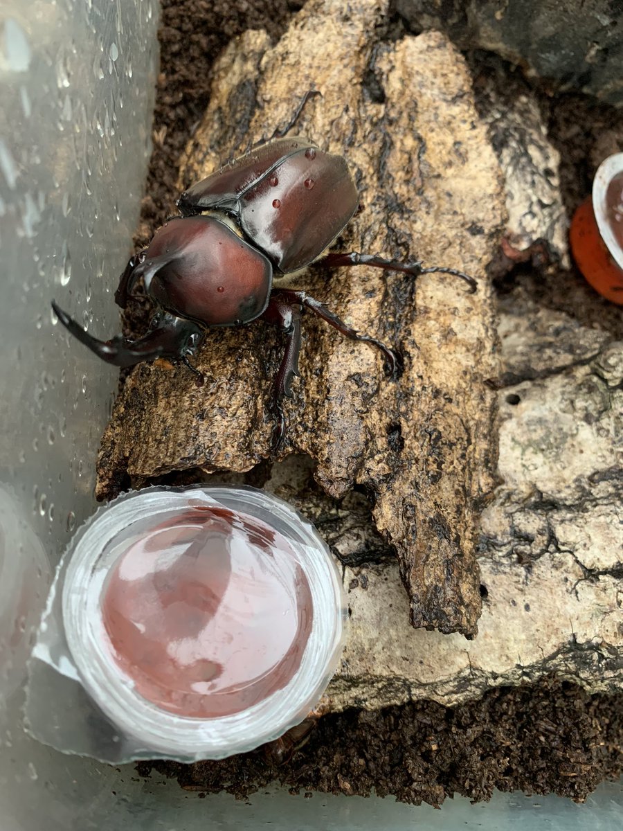 monomochiya's tweet photo. あれ？
違う所にアップしたかも？
x使い方が良き解ってません

今年の赤カブトムシ https://t.co/YhUXLwEfX3