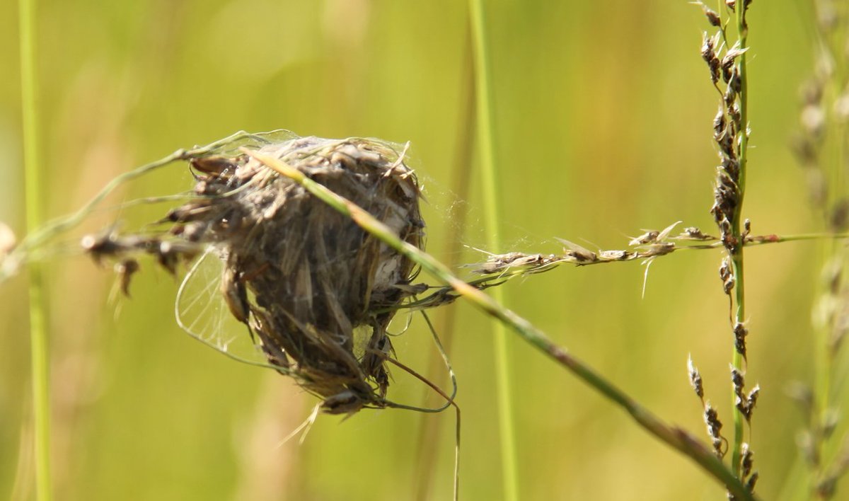 RockFunUK's tweet image. Hey @WoodlandTrust - whilst rock hiding in @LangleyValeWood we came across this cocoon, can you identify what insect created it? #wildlife #insectdetective #identification