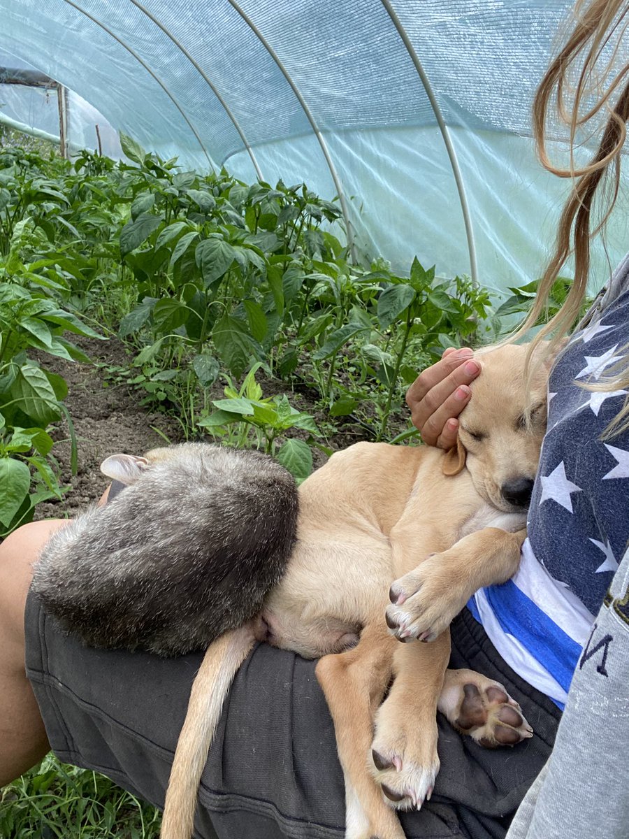 ZcecaSvetlana's tweet photo. HITNO DOM ZA OVU PRESLATKU UŠARU🆘🆘🆘MOLIM VAS PODELITE, ONA JE U ČAČKU, SMISLICEMO KAKO DA JE PREVEZEMO.. NADJENA U ŠIBLJU, PROMRZLA, IZUJEDANA OD STARIJIH PASA,ŠTENE, PREMRŠAVA ‼️‼️‼️
RT 🙏🙏🙏🙏🙏 https://t.co/GPctRk21pQ