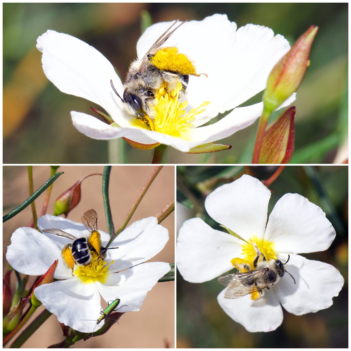 Curro Molina (@curromolfue) on Twitter photo Mi abeja favorita, una hembra de Dasypoda iberica (Melittidae) con sus grandes escopas recolectando polen y un poco de néctar en flores de Cistus libanotis (Cistaceae), donde es más frecuente verla en Doñana. <a href="/ebdonana/">Estación Biológica de Doñana - CSIC</a> <a href="/Abeja_Silvestre/">AbejasSilvestres</a>
24/IV/24
Laguna del Ojillo (P. N. Doñana) Mi abeja favorita, una hembra de Dasypoda iberica (Melittidae) con sus grandes escopas recolectando polen y un poco de néctar en flores de Cistus libanotis (Cistaceae), donde es más frecuente verla en Doñana. <a href="/ebdonana/">Estación Biológica de Doñana - CSIC</a> <a href="/Abeja_Silvestre/">AbejasSilvestres</a>
24/IV/24
Laguna del Ojillo (P. N. Doñana)