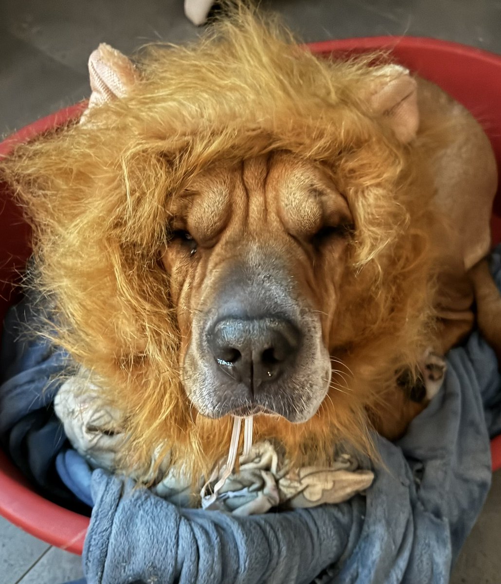 BattChap's tweet photo. Man it’s hard being tough around here https://t.co/KYzXDBWN0f