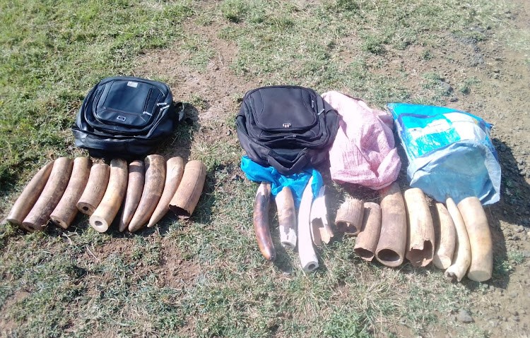 EIA_News's tweet photo. #Kenya: Villager arrested with 30kg of #elephant tusks in Keiyo

🐘 This brings the number of those arrested over the trafficking of #ivory in past days to three, including a police officer

https://t.co/tZm46mR1Z8

#illegalwildlifetrade https://t.co/EgPHzy4nNC