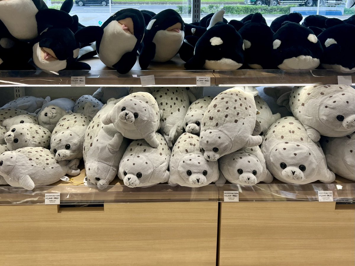 オリジナルアザラシぬいぐるみ かなり可愛かったです🩷 シャチに捕食