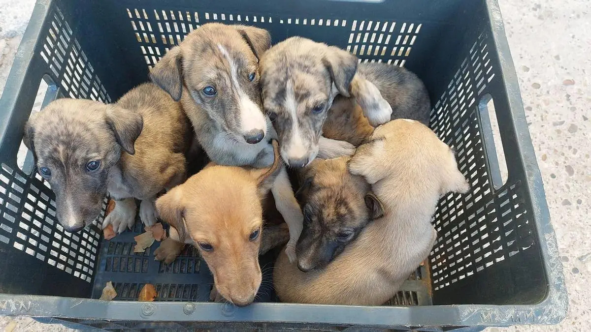 Foto cedida por PACMA