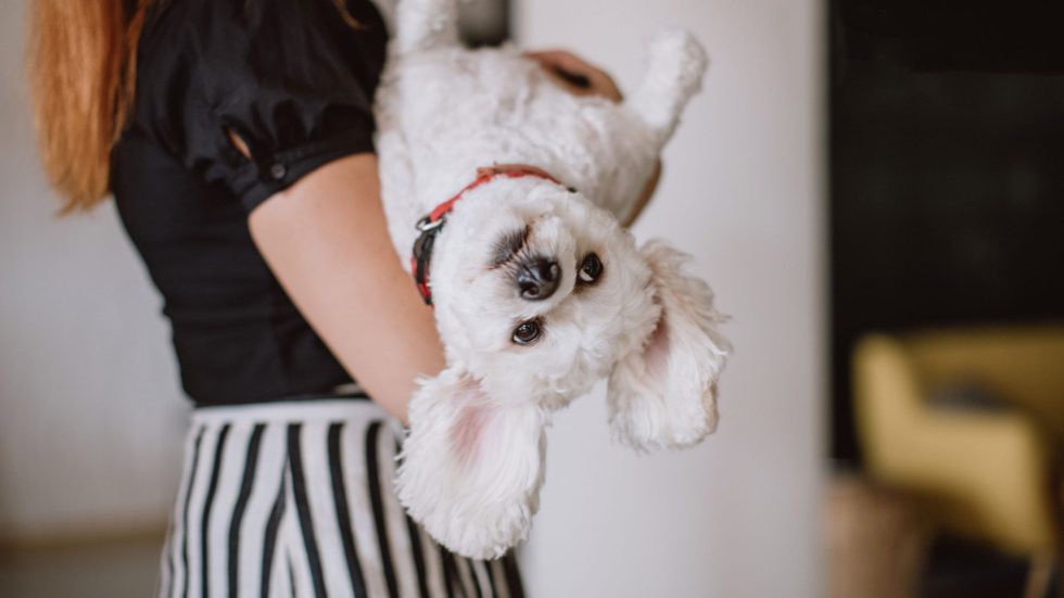 jodadi_o's tweet image. What Is Page Speed &amp;amp; How to Improve It: Paw-some Tips for SEO: bit.ly/3Xttjj5

#seotips #pagespeedinsights #petbusinessmarketing