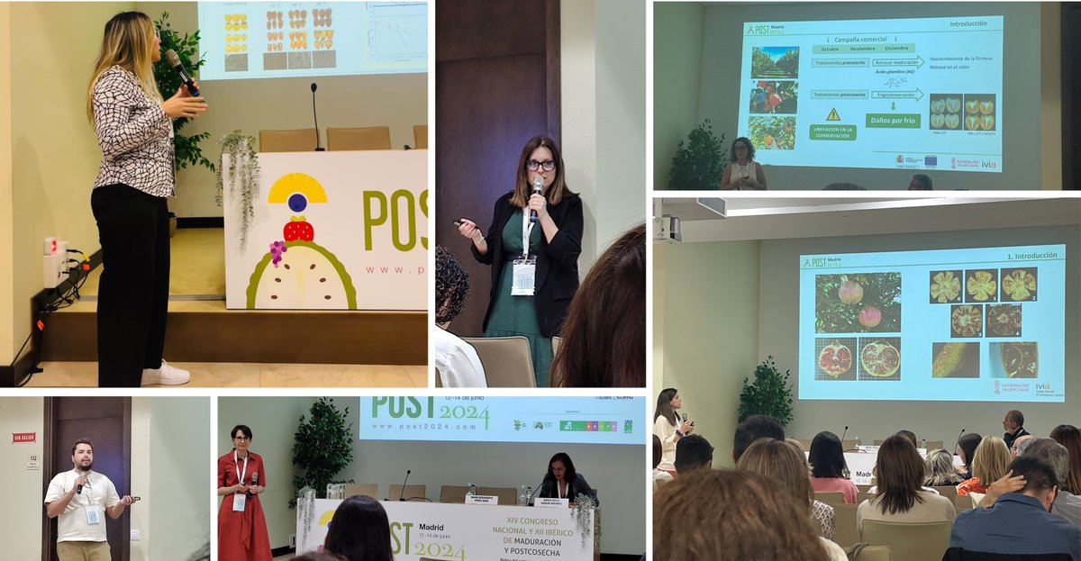 GVAivia's tweet image. Destacada participación del Centro de Tecnología Poscosecha del IVIA en el XIV Congreso Nacional y XII Ibérico de Maduración y Poscosecha, Post2024 breu.gva.es/b/WLTIHA5zWT