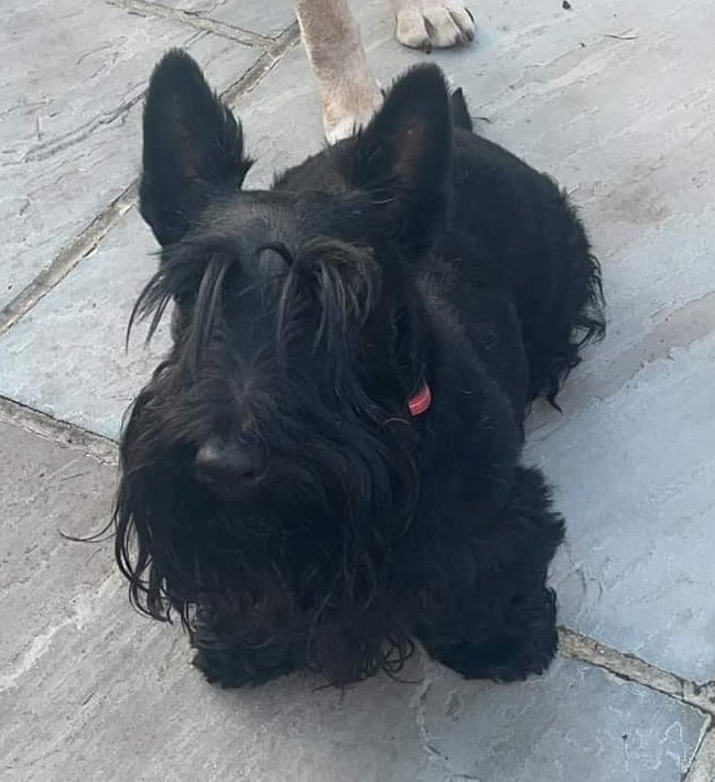 MissingPetsGB's tweet image. 🐕 Beloved TINKER, 9 year old Scottish Terrier, was lost yesterday 1 July 2024 in #Redbourn #HemelHempstead #Hertfordshire #AL3 while on a walk with her dog walker.  Tinker is an older girl, chipped &amp;amp; spayed. Please keep an eye out for her and report any sightings.