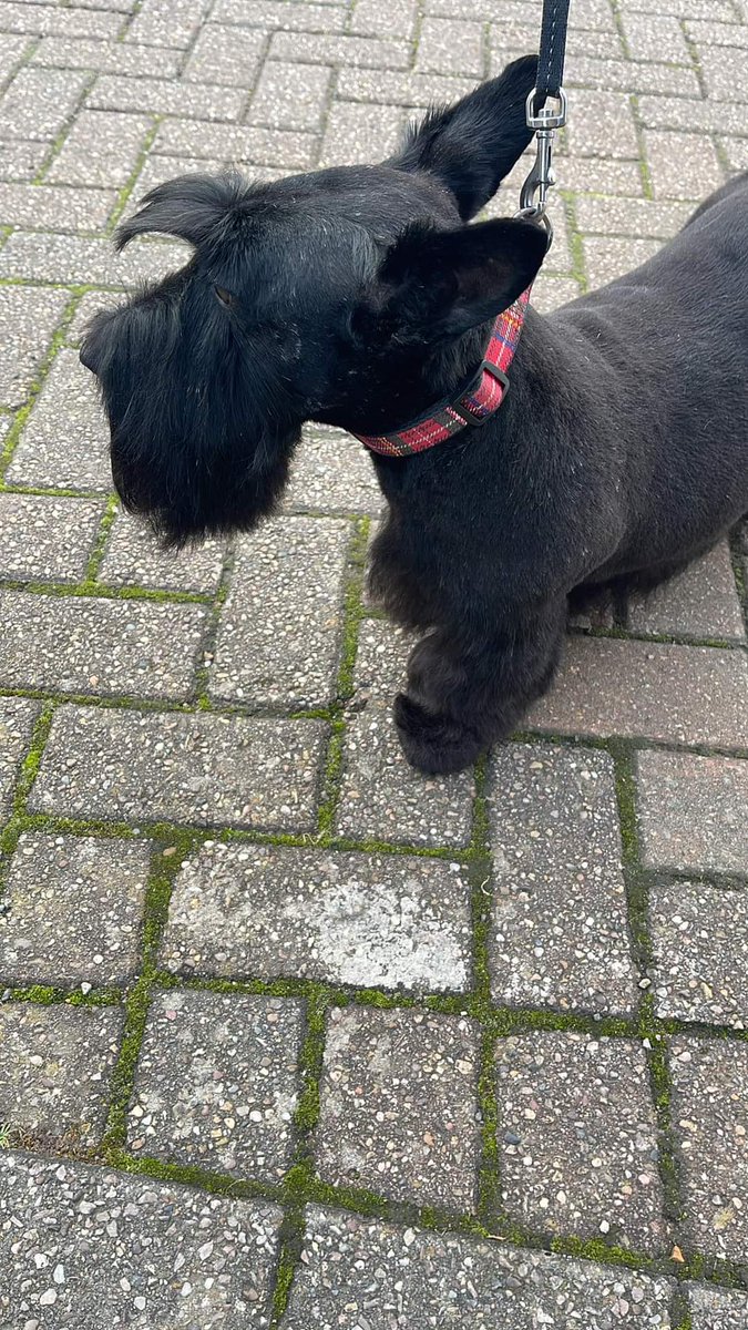 MissingPetsGB's tweet image. 🐕 Beloved TINKER, 9 year old Scottish Terrier, was lost yesterday 1 July 2024 in #Redbourn #HemelHempstead #Hertfordshire #AL3 while on a walk with her dog walker.  Tinker is an older girl, chipped &amp;amp; spayed. Please keep an eye out for her and report any sightings.