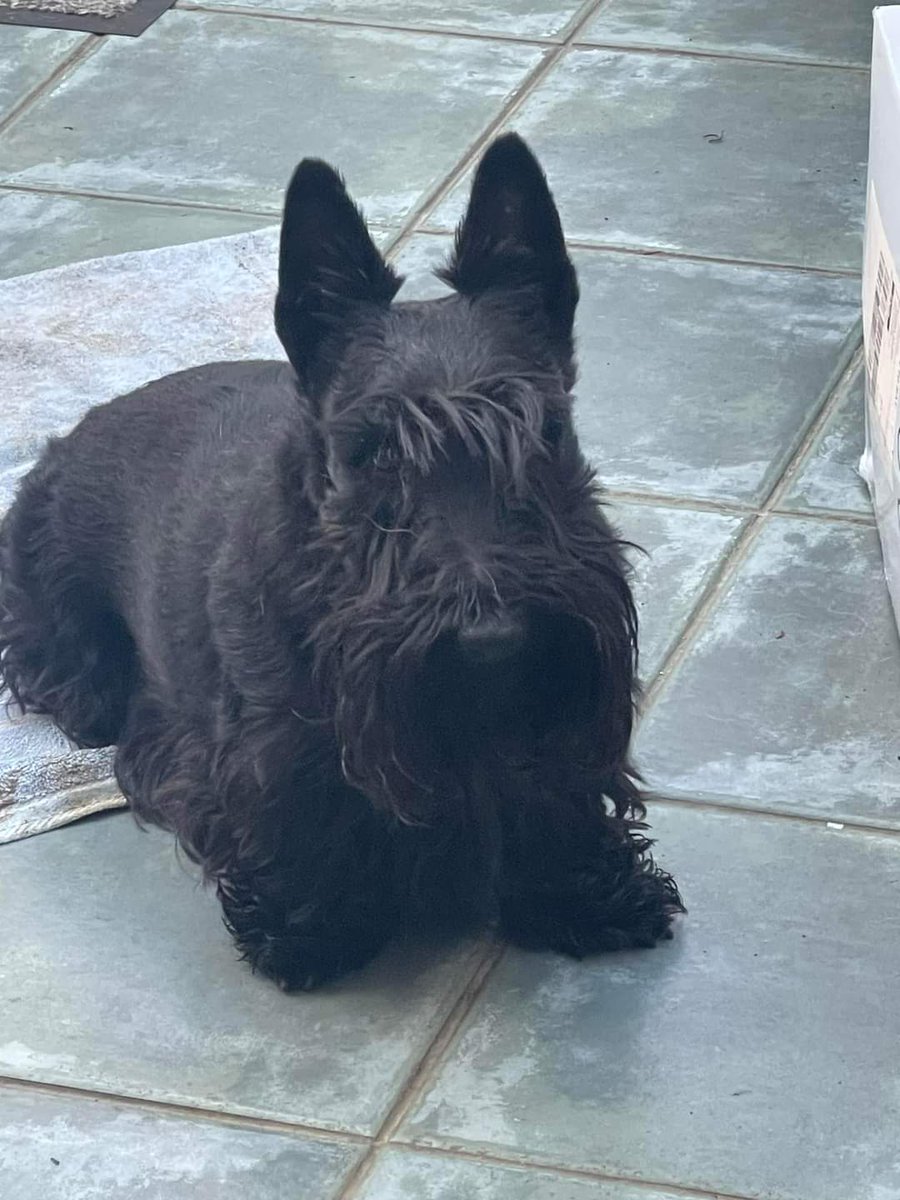 MissingPetsGB's tweet image. 🐕 Beloved TINKER, 9 year old Scottish Terrier, was lost yesterday 1 July 2024 in #Redbourn #HemelHempstead #Hertfordshire #AL3 while on a walk with her dog walker.  Tinker is an older girl, chipped &amp;amp; spayed. Please keep an eye out for her and report any sightings.