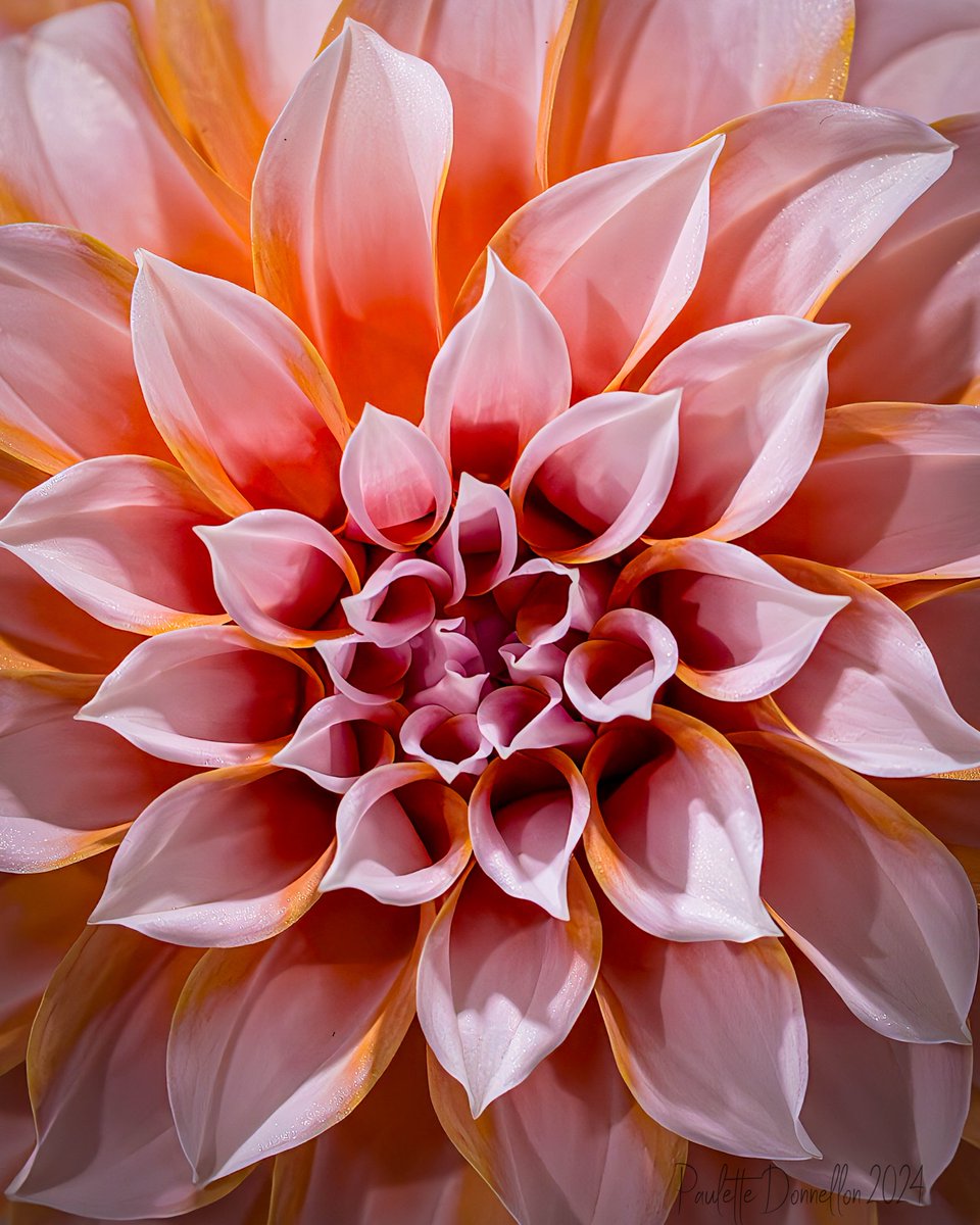 Peaches 🍑 &amp; Cream Dahlia <a href="/SDFair/">San Diego County Fair (#sdfair)</a>  Flower Exhibition.
So.
Much.
Beauty.
in one flower  🌸 🥰
#sdfair #flower