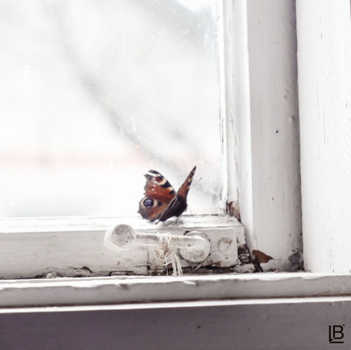 Lorry LeighBelhumeur, Ph.D. tweet media