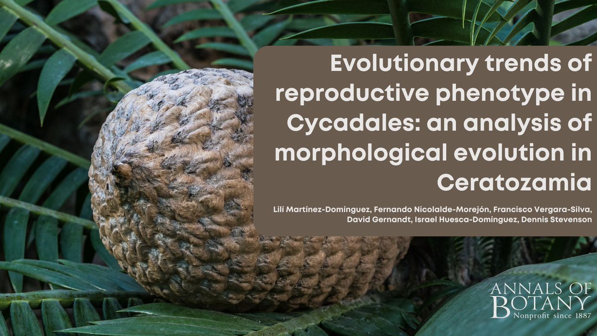 annbot's tweet image. 🎉Good news! The new paper ‘Evolutionary trends of reproductive phenotype in Cycadales: an analysis of morphological evolution in Ceratozamia’ in @annbot by Lilí Martínez-Domínguez and co-authors is now #free for a limited time. (1/9)

👉 botany.fyi/612ljx
#AoBpapers