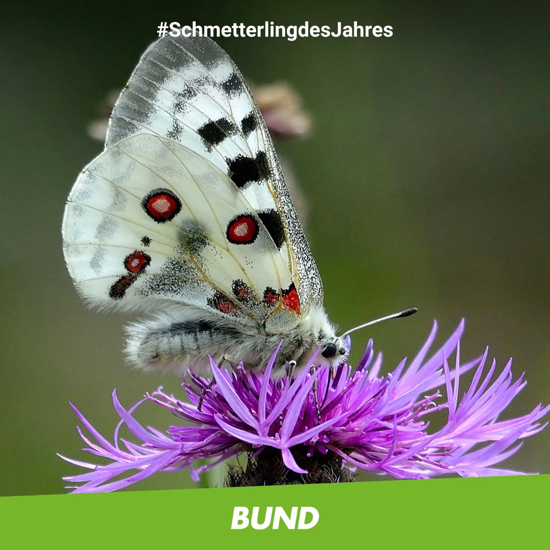 BUND_RLP's tweet photo. 🦋#Mosel-#Apollofalter, Schmetterling 2024. Rheinisch-Westfälische Lepidopterologen e.V. und BUND NRW Naturschutzstiftung weisen auf rücksichtslosen und flächendeckenden Umgang mit Pflanzenschutzmitteln in der Landwirtschaft hin.🚨
Bitte teilen 📢
https://t.co/6IrrMEFthf https://t.co/NsrZ0WFSdN