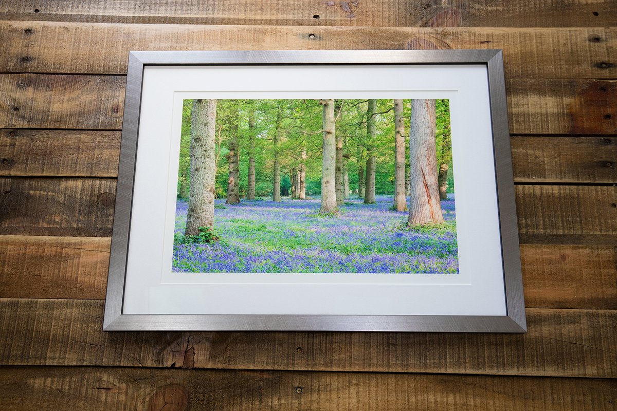PhotoprintUK's tweet image. Just framed this Norfolk Bluebell woodland image of mine for a client! Using a 23mm Pewter moulding with a sleek etched finish and black edges, topped off with non-reflective Artglass for a perfect display.

photographyprinting.co.uk/project/23mm-p…

#FineArtFraming #Gicleeprinting #Fotospeed