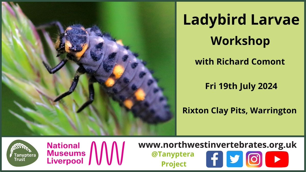 Tanyptera Project tweet media