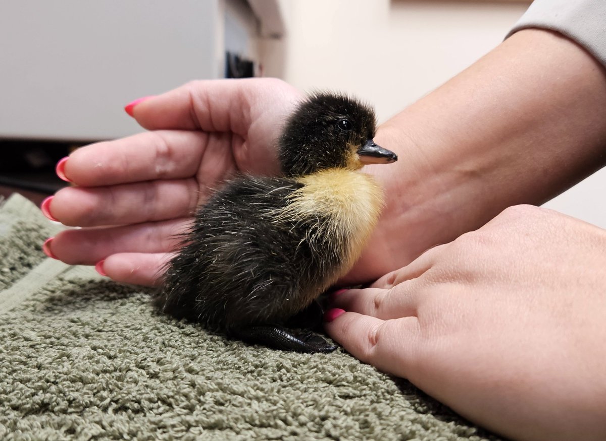Hatching duckdate!
We welcomed out first duckling this morning. He has been named Ducky.
Several more eggs have started the hatching process so Ducky will have some friends soon 🤞
<a href="/FairfaxSchool/">Fairfax School</a>