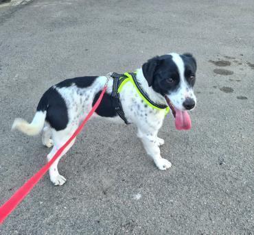 tiervermittler's tweet image. Lebensfroher Henry sucht sein Zuhause (Hund) dlvr.it/T93LwC