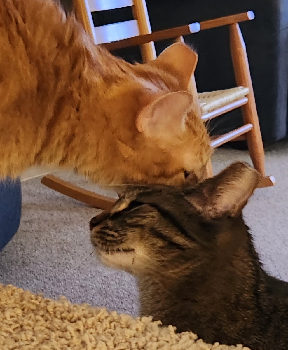 BethP9999's tweet photo. Good #TouchingTuesday morning. He has been missing his sister lately and her sweet touch in his life. So, he was told, "Our fingerprints don't fade from the lives we touch." His turn to reach out first. Now, all is well. Have a terrific day! https://t.co/V5wURxEnNL