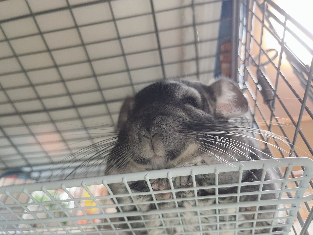 下からのアングルからしか得られない栄養素がある🐭 #チンチラ