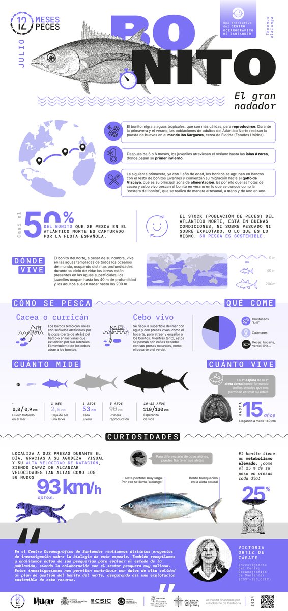 IEO_Santander's tweet photo. Seguimos con la campaña #12meses12peces con el #bonitodelnorte, uno de los peces más rápidos ⏱️ de               nuestras aguas, que hace una travesía trans-atlántica 🗺️ en categoría infantil.
Os contamos muchas curiosidades de esta increíble especie en nuestro póster de julio 👇 https://t.co/rYqliDdrfe