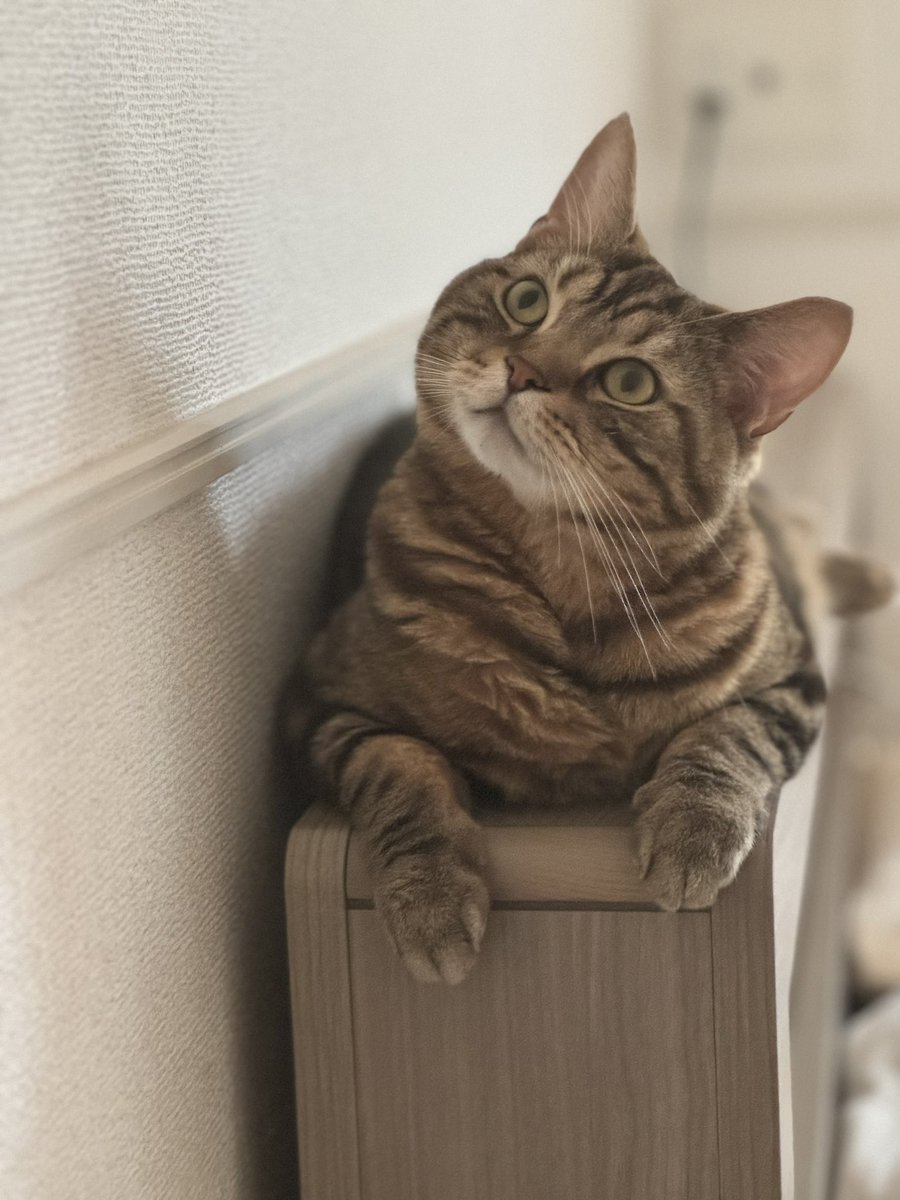 nyan825a's tweet photo. そろそろ晴れるといいな☀️

#猫 https://t.co/CInjv8GUGP
