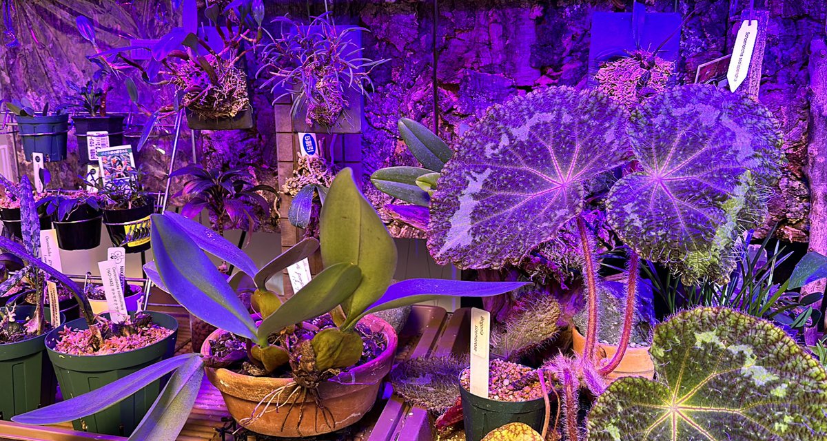 sk_plants's tweet photo. 最近は順調すぎて呟くことがありません
板付け増やそうかな🌱 https://t.co/BC8eo13ahs