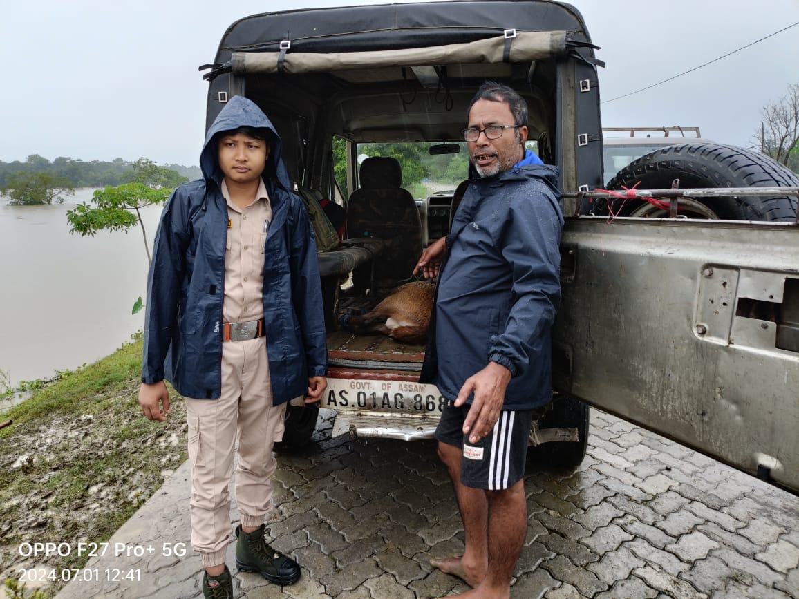 aaranyak's tweet photo. 🍀A #HogDeer found floating in the #floodwaters of the #Brahmaputra was rescued by a local Rapid Response Unit of #Aaranyak along with villagers and a #VillageChampion Makhan Kalita from Jhanjimukh Bejorchiga village and handed it over to the forest department.
📍Assam https://t.co/aOs4GyPA4K