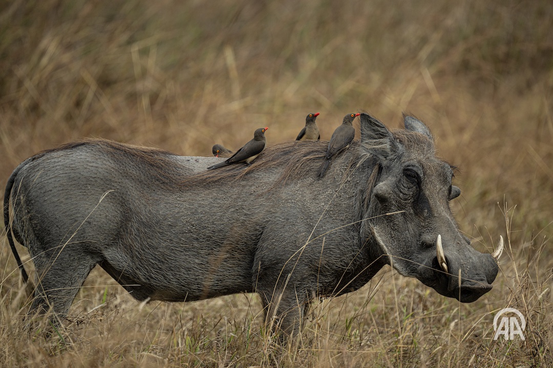 anadoluimages's tweet photo. Red-billed oxpeckers (Buphagus erythrorynchus) travel on top of a wild boar at Mikumi National Park, one of the fourth largest natural habitats in Tanzania
https://t.co/GStUlMiYfy

📸: İsmail Aslandağ https://t.co/9VMpF1KSlJ